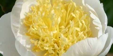 Božuri: šta saditi pored, kako urediti gredice, pejzažni trikovi